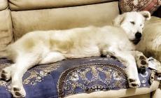 Cani da adottare a Parma 