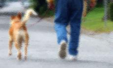 A spasso col cane, si "esibisce" al parco: operaio 55enne nei guai per atti osceni