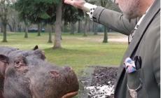 Gianluca Vacchi fa un video con un ippopotamo nel giardino di casa: arrivano i carabinieri