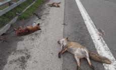 Famiglia di volpi sterminata: investiti la mamma e tre cuccioli