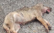 Un'auto investe  ed uccide una giovane lupa 