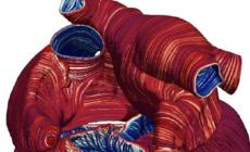 Cos&igrave; il Covid-19 colpisce il cuore. In modo diretto e indiretto