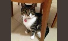 Mira si &egrave; persa in zona stadio: chi l'ha vista?