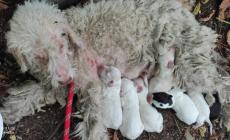 Una task force par salvare la cagnetta Isotta e i suoi 8 cuccioli