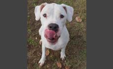 Cani e gatti da adottare