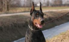 Gomme bucate da mesi in paesino Molise, era il cane 'Billy'