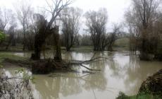 Po in piena, November porc trasloca dall'argine