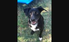 Cani da adottare - Foto