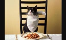 Mister Gatto e il cibo? Una ciotola tutta per lui e senza altri mici attorno