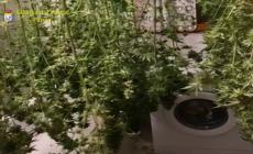 Terenzo, coltivavano marijuana: due arresti e 105 piante sequestrate