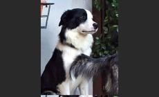 Cani da adottare