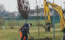 "Fioriscono" 63 nuovi alberi nel parco Ferdinando Laghi, in via Jacobs e in via Anedda a Moletolo