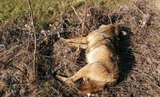 Investito e ucciso Pablo, il lupo del parco del Taro