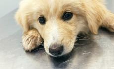 La cagnolina Neve non ce l'ha fatta: l'uomo che l'ha avvelenata rischia 45mila euro di multa