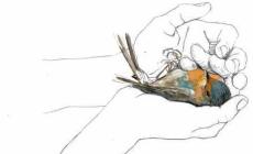 &ldquo;Nel mistero di tutte le cose&rdquo;, il primo incontro con Giovanna Zoboli