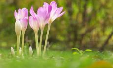 Attenzione al colchicum o "falso zafferano", una famiglia finisce al pronto soccorso  dopo averlo mangiato