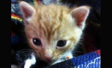 Aiuti per chi si cura degli animali  