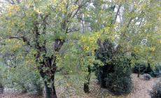 Foliage a Pedrignano: le foto del lettore Stefano