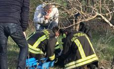 Gattina intrappolata in una tagliola, task force per salvarla in extremis