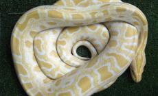 Il mistero del pitone nei campi: giorni di ricerche ma il serpente non si trova