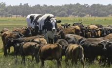 La mucca gigante si salva dal mattatoio