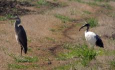 L'Ibis Sacro scomparso in Egitto ha trovato (oramai) casa lungo il Po - Le foto