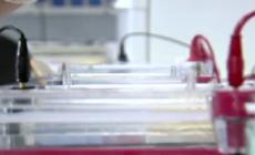 Crescono i celiaci, 15.569 diagnosi in più.  Ma in 400mila sono ancora ignari