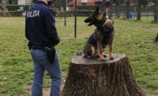  Sorbolo, Colorno, Torrile, Langhirano e Traversetolo: controllate 80 persone, una sola multata
