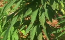 Donini: "I medici dell'Emilia Romagna potranno prescrivere la cannabis per fini terapeutici"