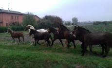 Cavalli in fuga: la Municipale li rinchiude nel campo sportivo a Cadelbosco Sopra