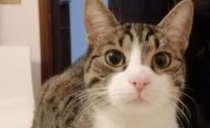 Primo caso di variante inglese in un gatto