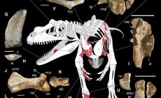 E' italiano il più antico dinosauro predatore del Giurassico inferiore