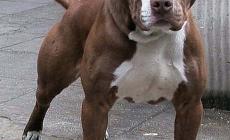 Zibello, pitbull azzanna un cagnolino