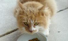 Se il  gatto ha problemi a prendere il cibo