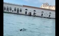 Coppia di delfini avvistata in Canal Grande a Venezia - Video 