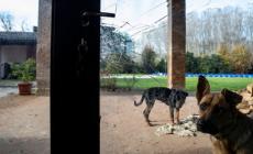 Ladri in villa &laquo;zittiscono&raquo; i cani da guardia e l'allarme