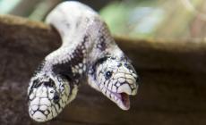Serpente a due teste in fiera in Svizzera 