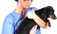 Voglia di un cucciolo ecco come educarlo