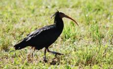 Gli ibis eremita non sanno più migrare: in volo dal Nord dietro a un aereo