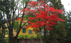 L'acero del Parco Ducale