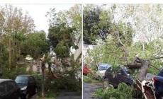 Forte vento sulla capitale: Parma "piange" anche a Roma