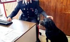 Il rottweiler fidentino si perde a Borgotaro ma si fa adottare dai carabinieri. Che ritrovano il padrone