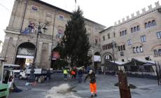 Da Asiago a piazza Garibaldi: è arrivato l'albero di Natale
