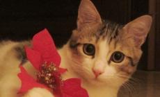  Stelle di Natale  tossiche  per gli animali