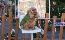 Cani e gatti, uno scatto sotto l'albero di Natale 