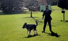 Nuovi guai per Major, il cane di Biden morde ancora
