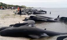 Oltre 140 balene morte in uno spiaggiamento di massa 