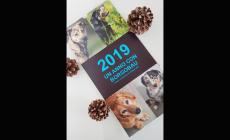  Borgobau, un anno intero insieme agli ospiti del canile