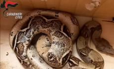 Donna 'sfodera' un boa per portarsi via un pacco 