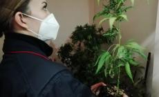Salsomaggiore, nel garage aveva una serra con 300 piante di canapa: arrestato